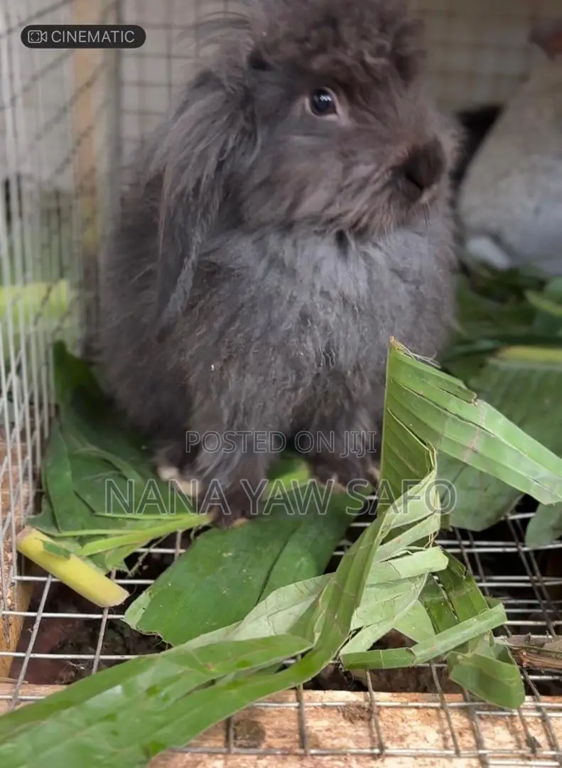 I Sell All Breeds Of Rabbits For Breeding And Meats As Well