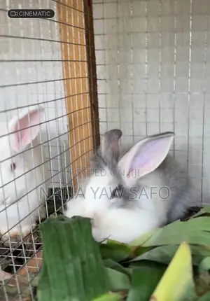 I Sell All Breeds Of Rabbits For Breeding And Meats As Well