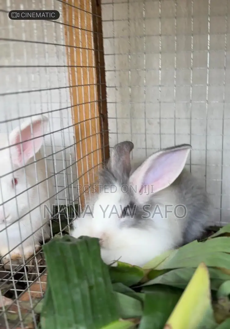 I Sell All Breeds Of Rabbits For Breeding And Meats As Well