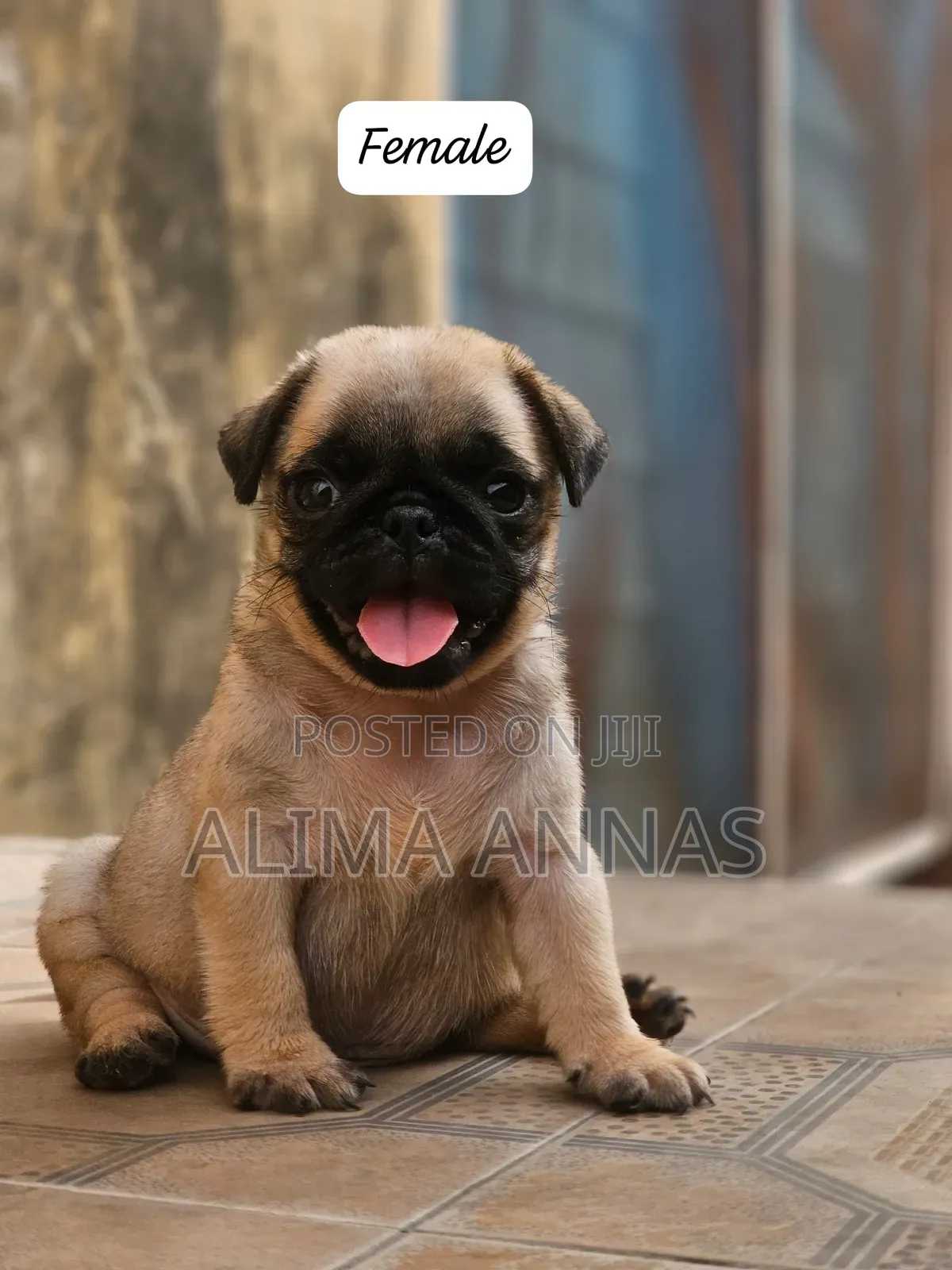 1-3 months Female Purebred Pug