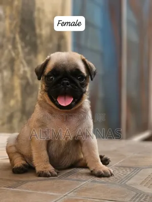 1-3 months Female Purebred Pug