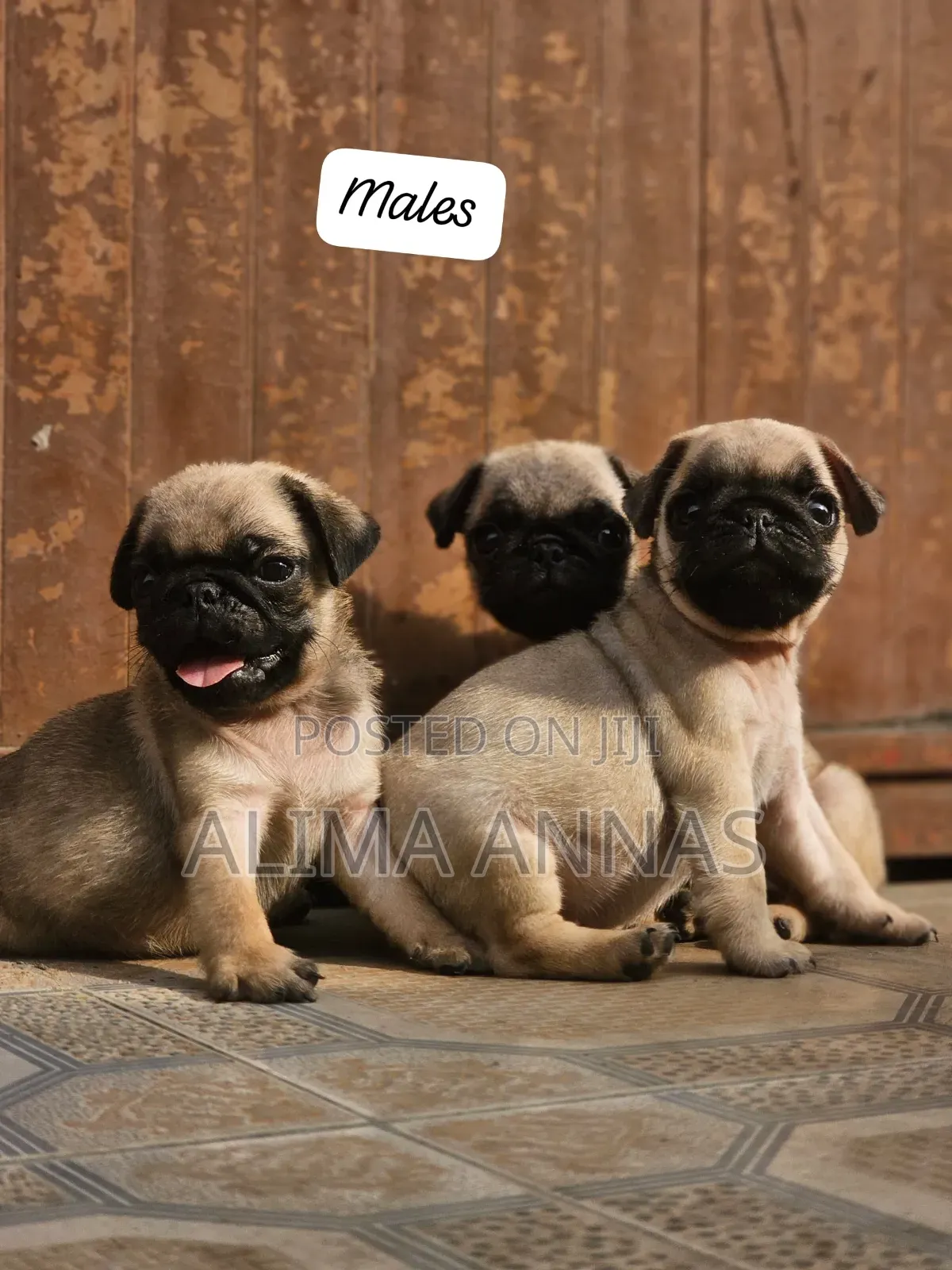 1-3 months Female Purebred Pug