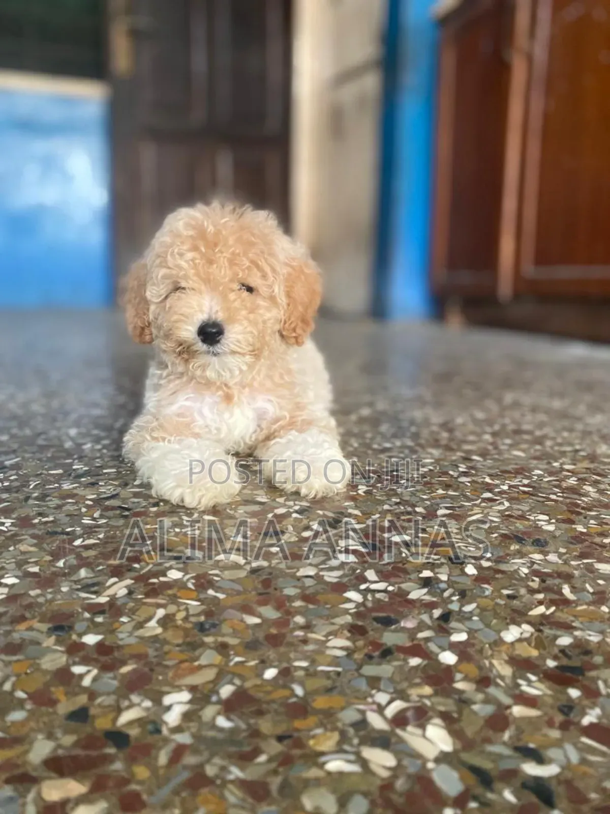 1-3 months Male Purebred Poodle