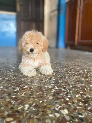 1-3 months Male Purebred Poodle