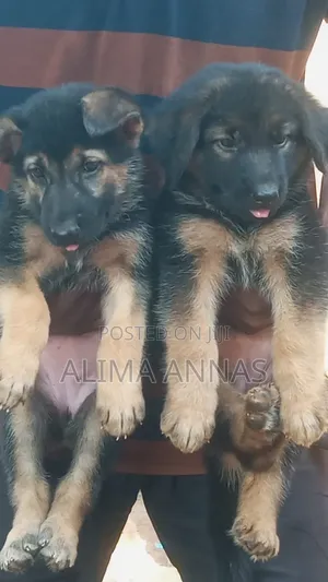 1-3 months Male Purebred German Shepherd