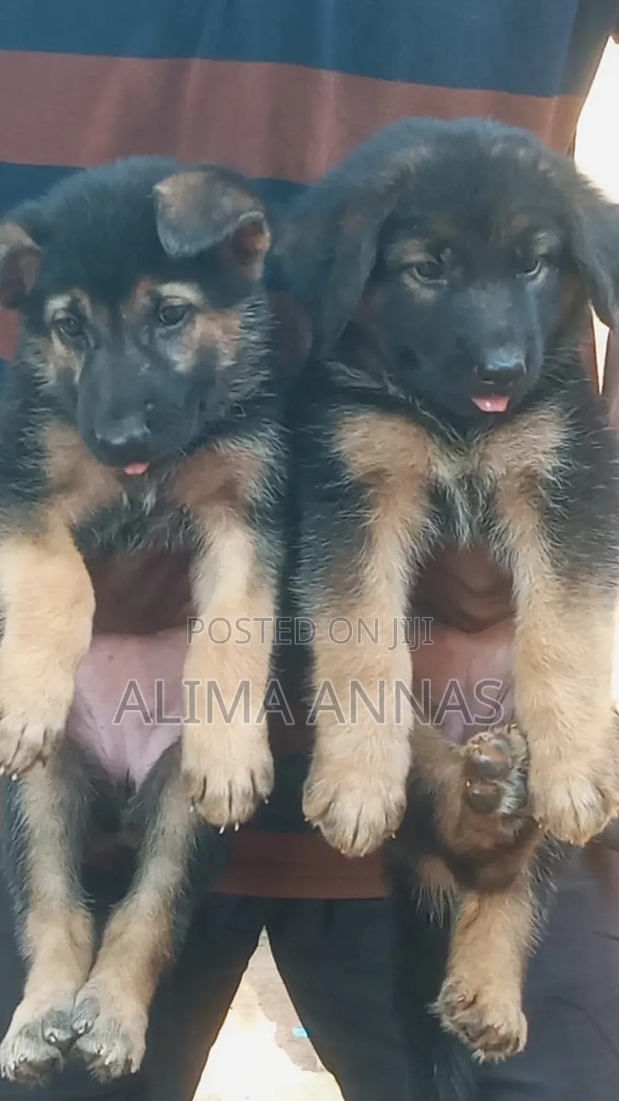 1-3 months Male Purebred German Shepherd