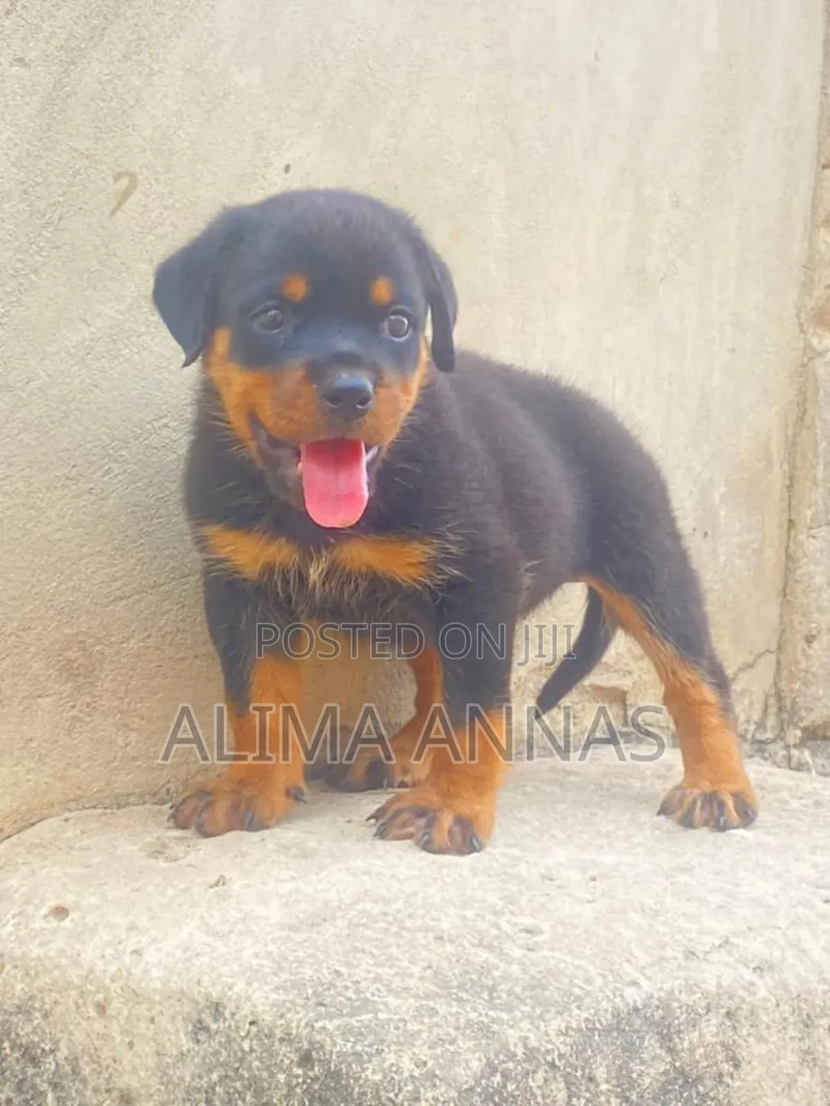 1-3 months Male Purebred Rottweiler