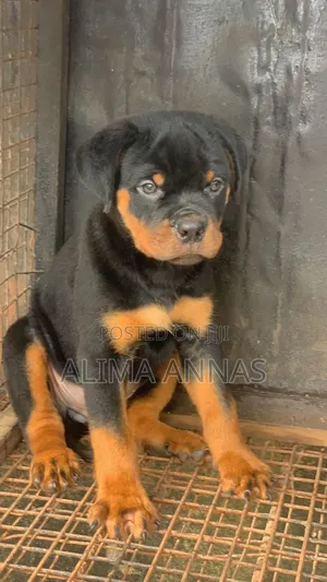 1-3 months Male Purebred Rottweiler