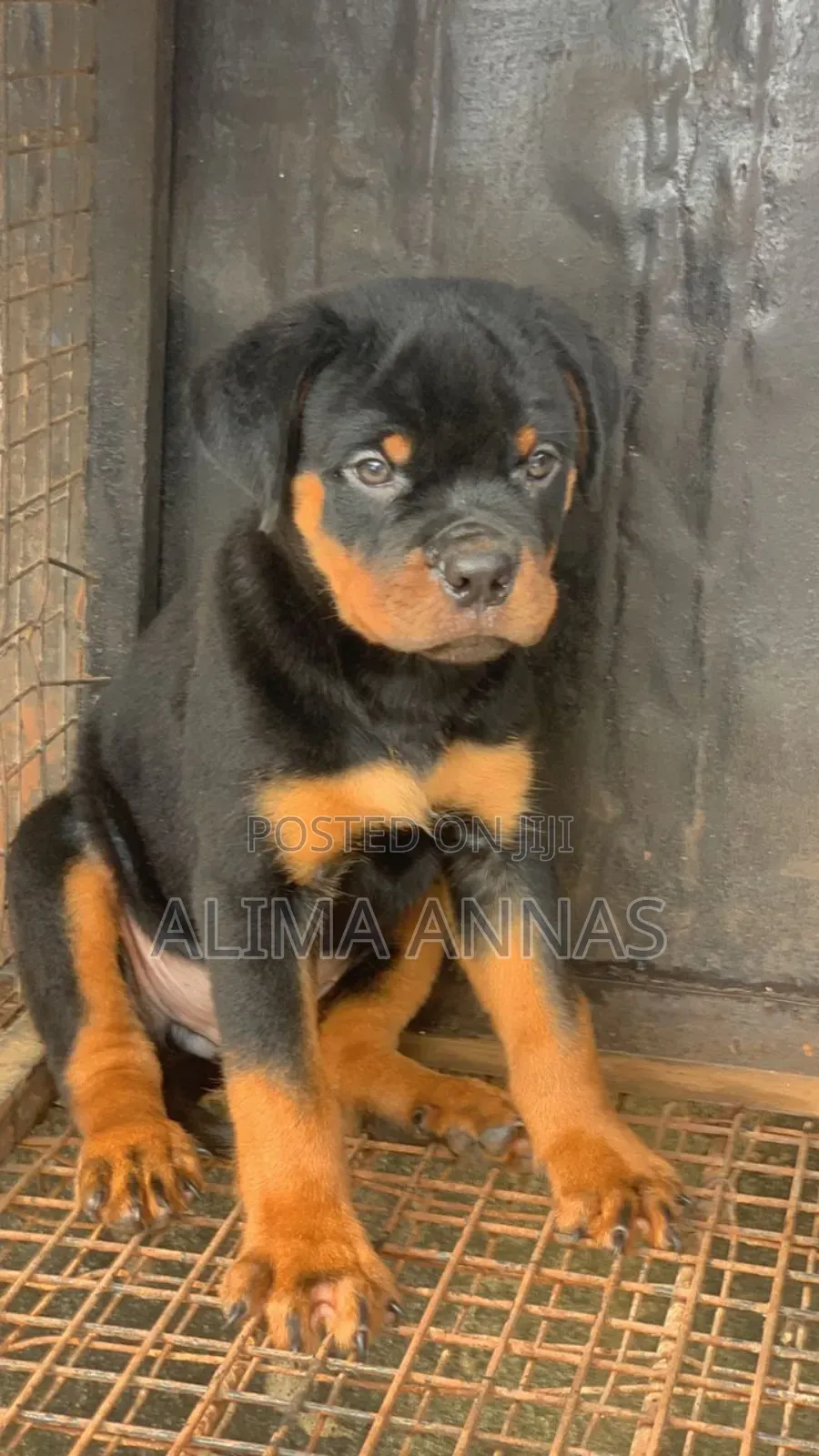 1-3 months Male Purebred Rottweiler