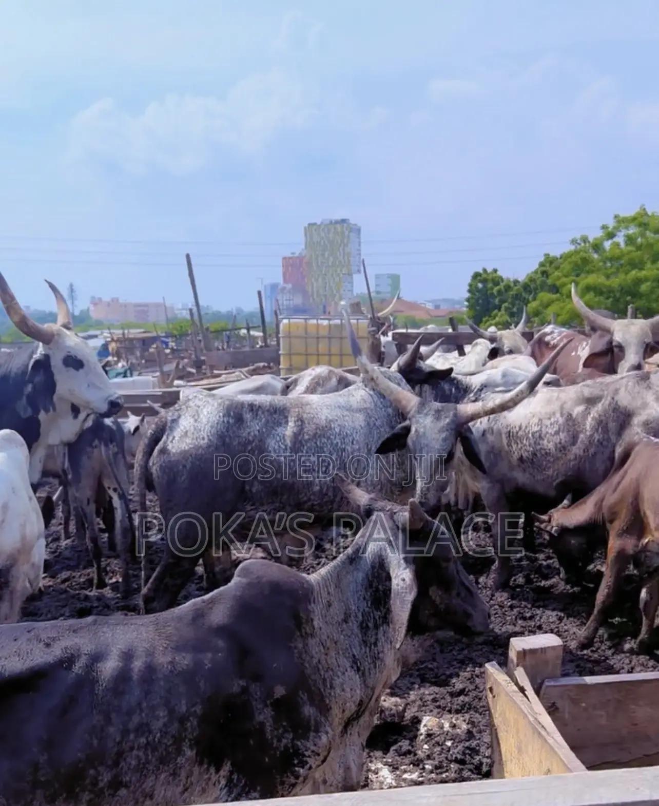 Healthy Cows for Sale