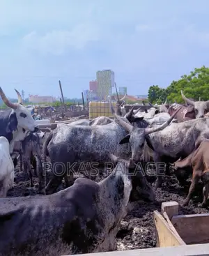 Healthy Cows for Sale