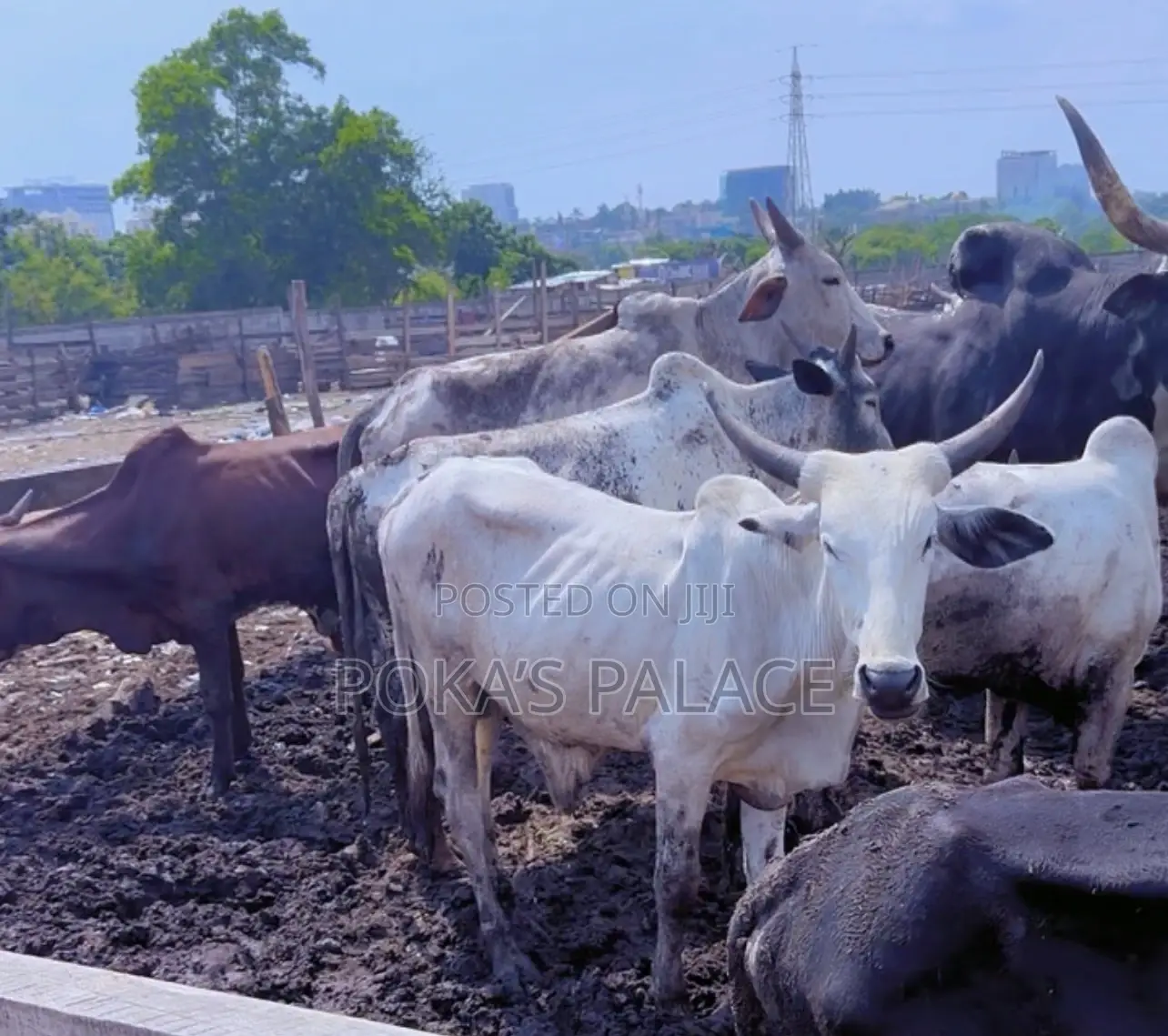 Healthy Cows for Sale