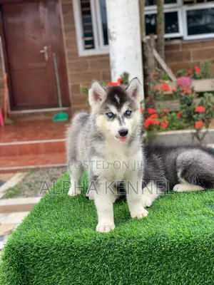 1-3 months Female Purebred Siberian Husky