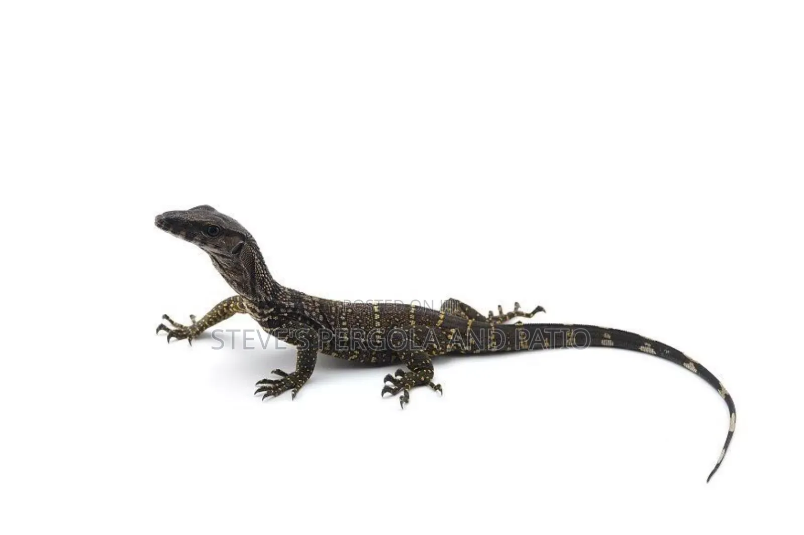 Baby Monitor Lizard
