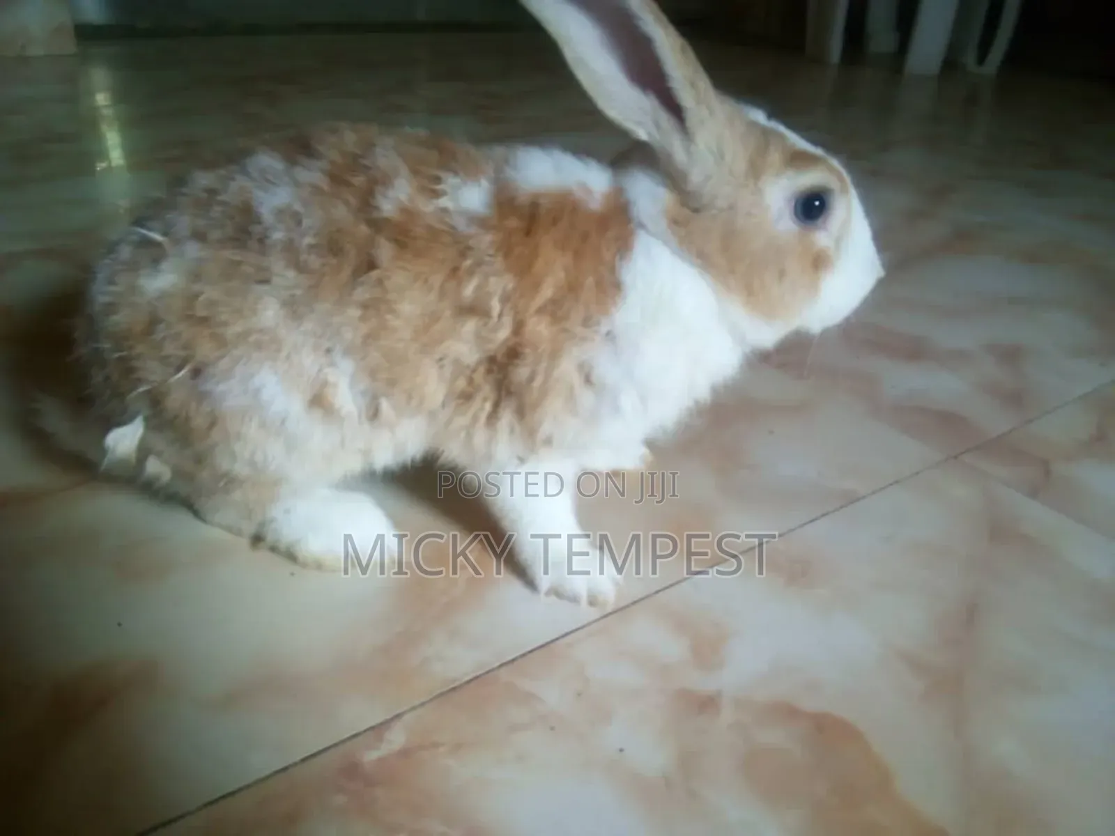 Mature Male Rabbits