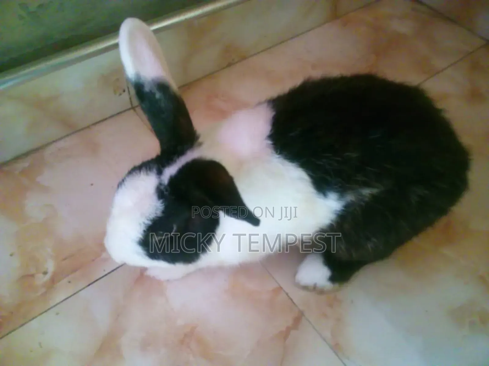 Mature Male Rabbits