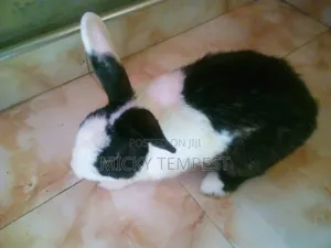Mature Male Rabbits