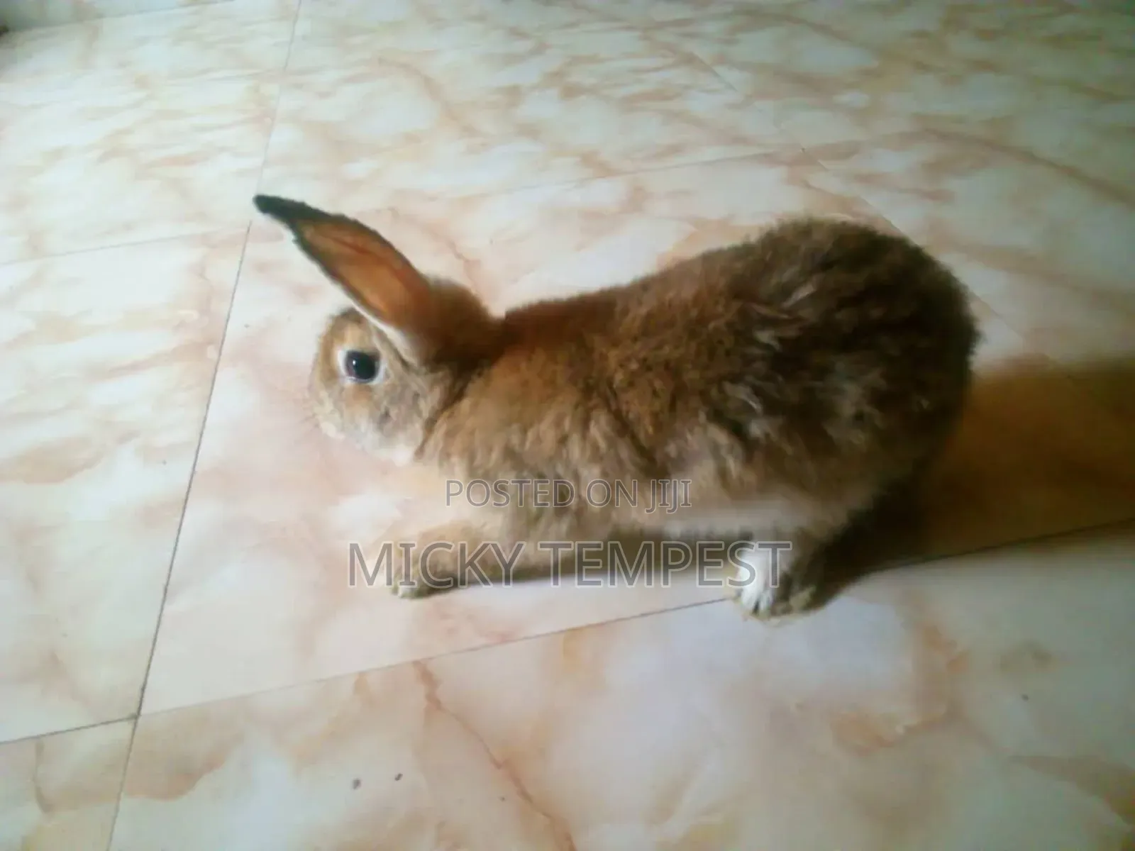 Mature Male Rabbits