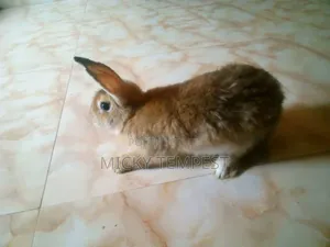 Mature Male Rabbits