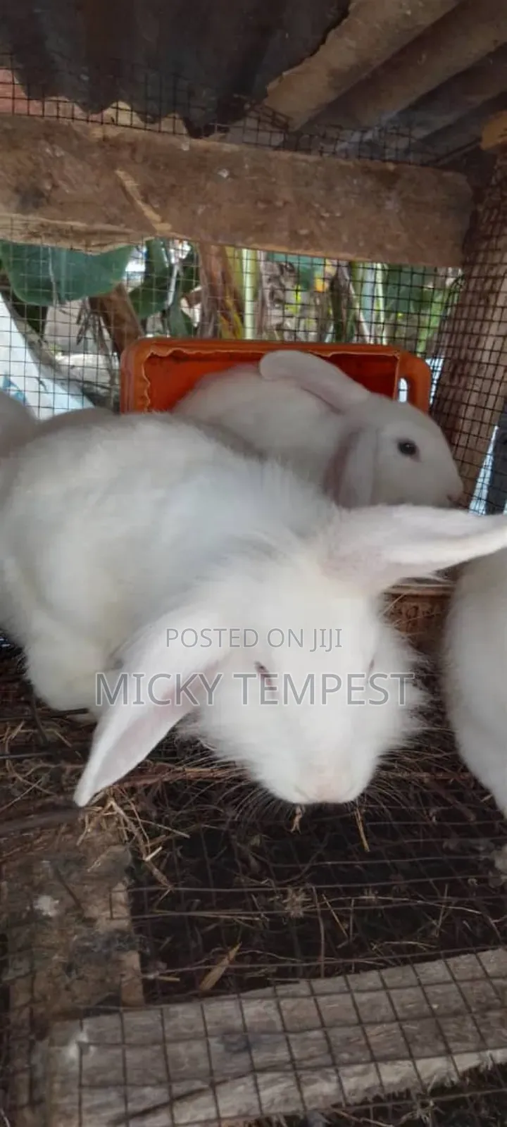 Mature Male Rabbits