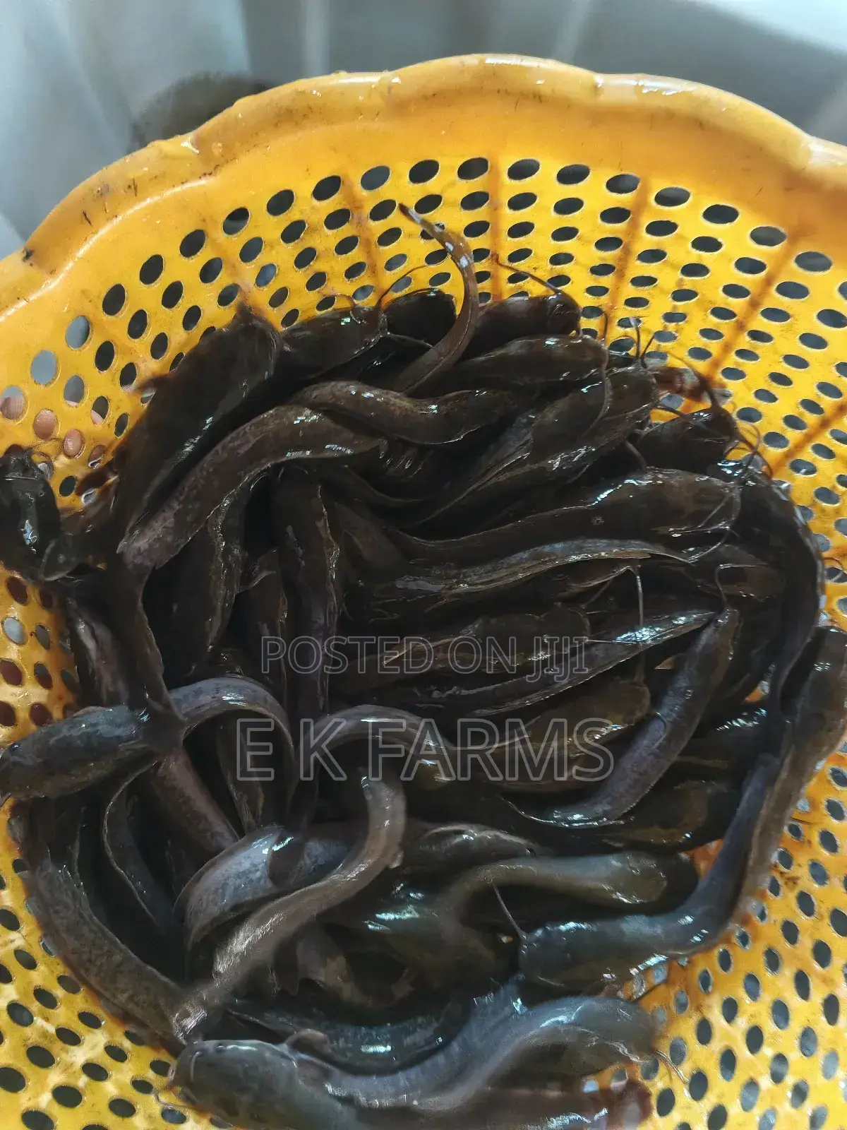 Fast Growing Healthy Catfish Juveniles Available