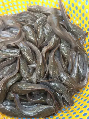 Fast Growing Healthy Catfish Juveniles Available