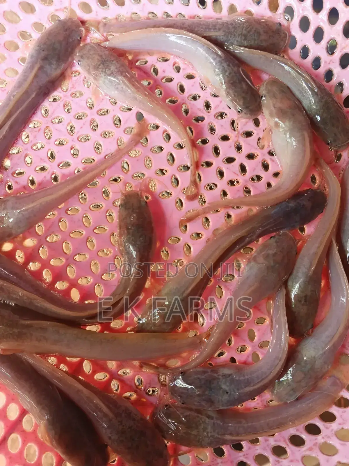 Fast Growing Healthy Catfish Juveniles Available
