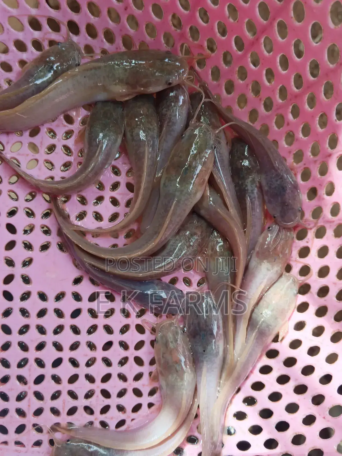 Fast Growing Healthy Catfish Juveniles Available