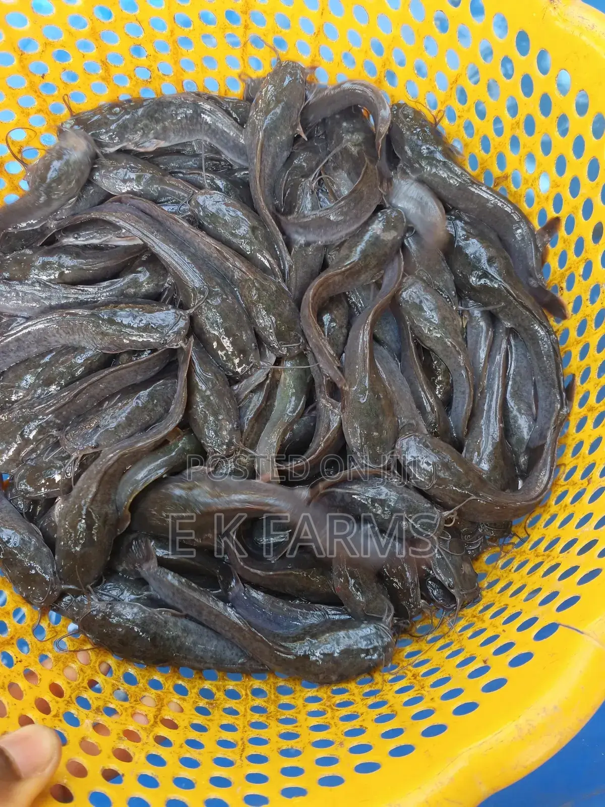 Fast Growing Healthy Catfish Juveniles Available