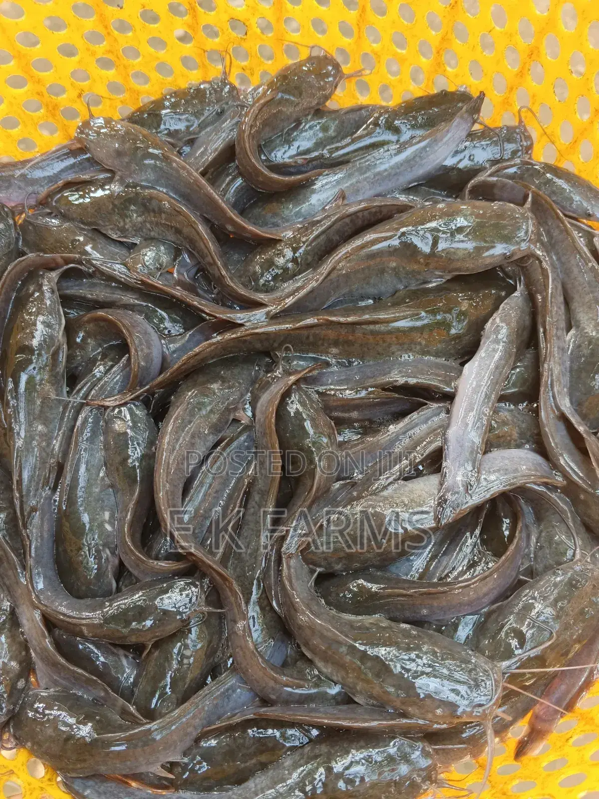 Fast Growing Healthy Catfish Juveniles Available