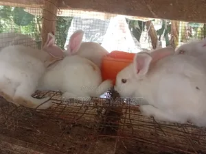 Bunnies (Rabbits)