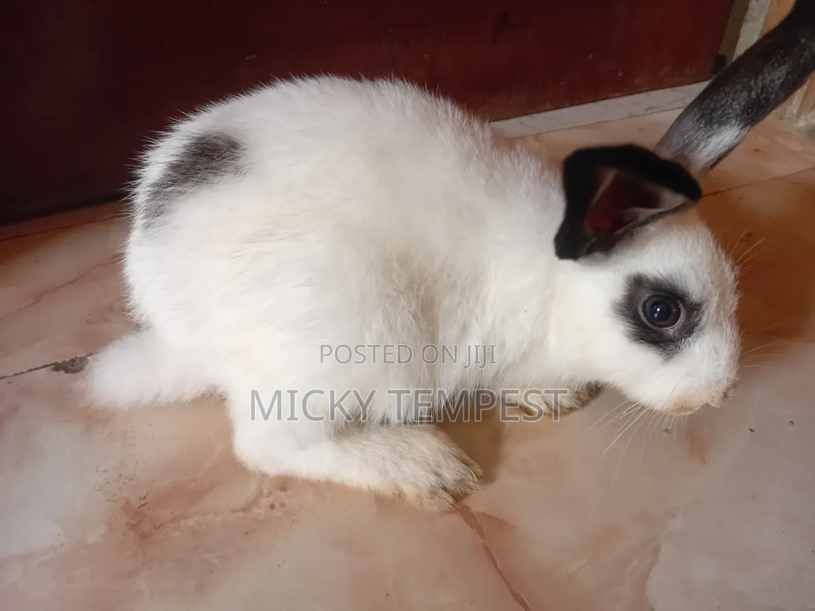 Bunnies (Rabbits)