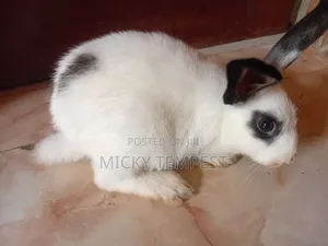 Bunnies (Rabbits)