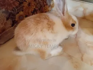 Bunnies (Rabbits)