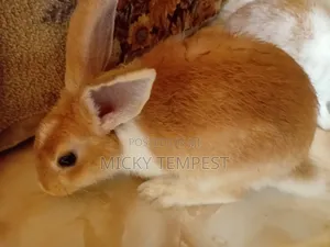 Bunnies (Rabbits)