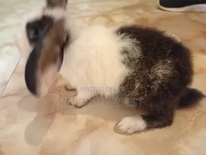 Bunnies (Rabbits)