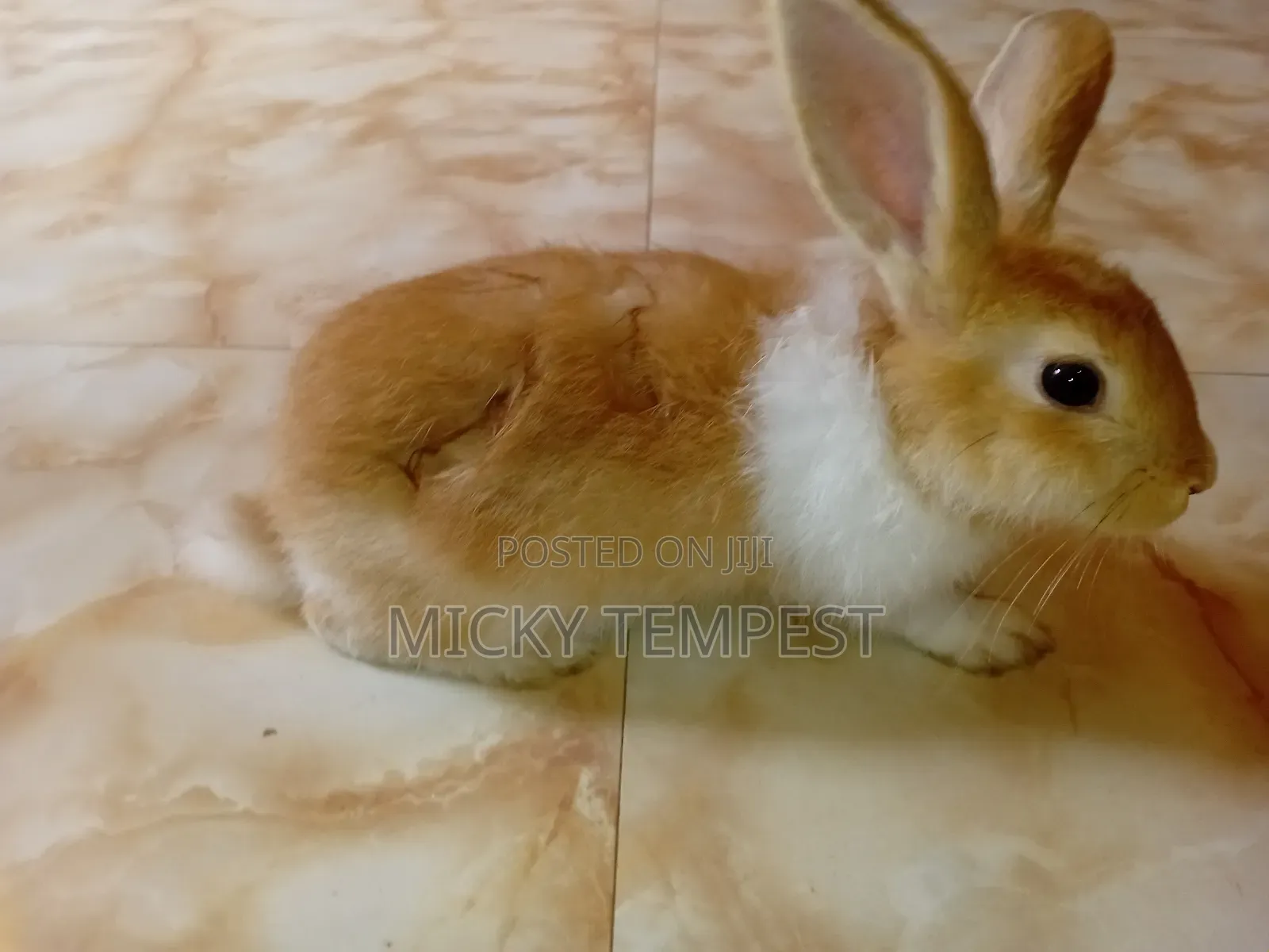 Bunnies (Rabbits)