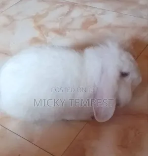 Rabbits Bunnies