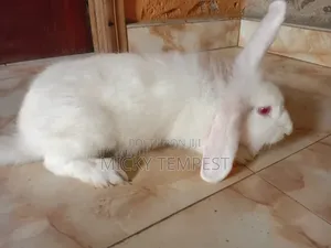 Rabbits Bunnies