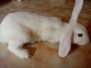 Rabbits Bunnies