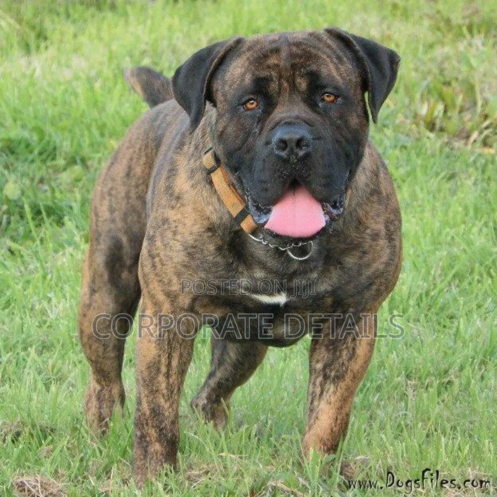 1-3 months Male Purebred Boerboel