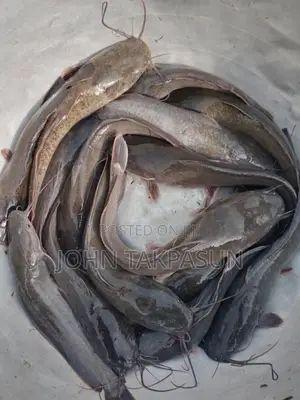 Catfish Fingerlings and Table Size