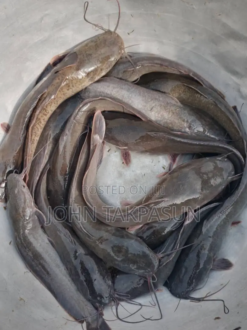 Catfish Fingerlings and Table Size