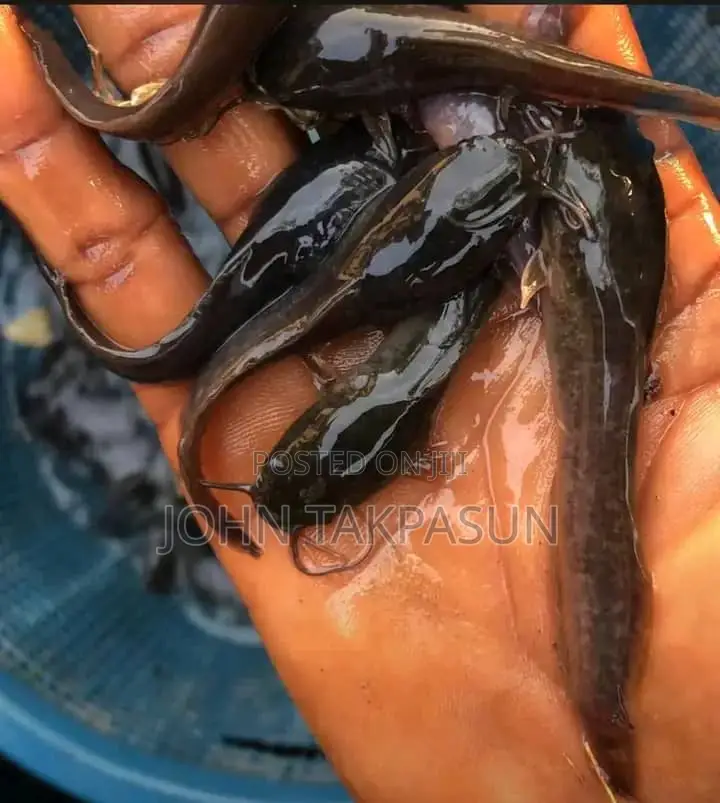 Catfish Fingerlings and Table Size