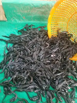 Catfish Fingerlings and Table Size