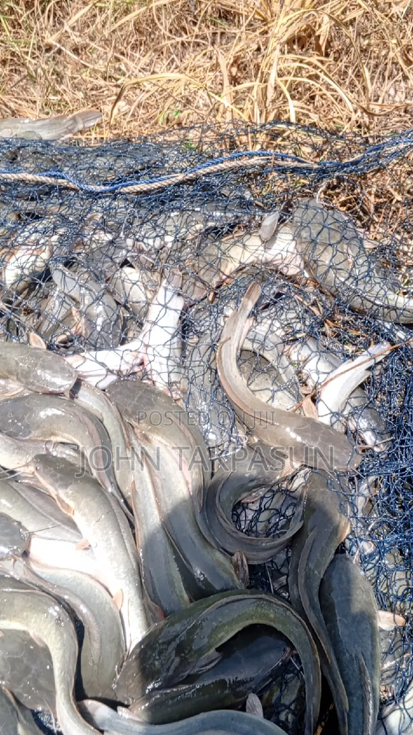 Catfish Fingerlings and Table Size