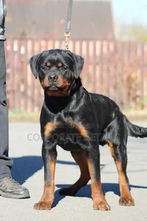 1-3 months Male Purebred Rottweiler