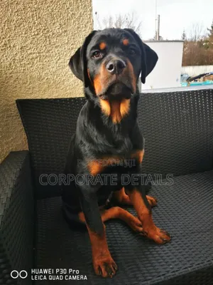 1+ year Male Purebred Rottweiler