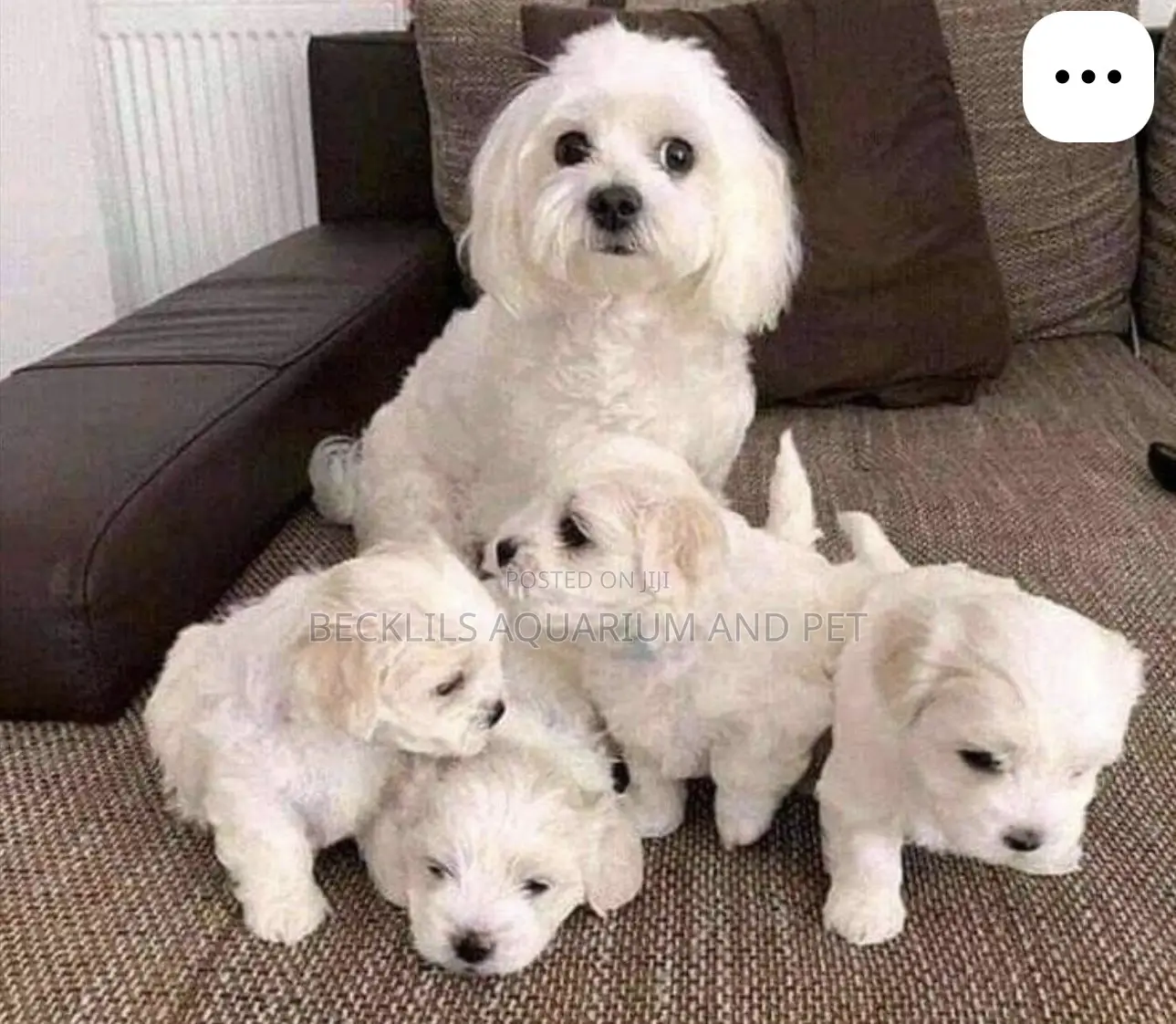 1-3 months Female Purebred Maltese