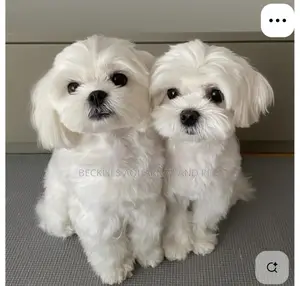 1-3 months Female Purebred Maltese